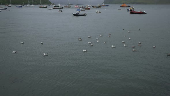 Birds and anchored boats in a harbor