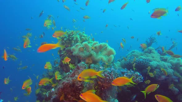 Fishes Seascape Underwater