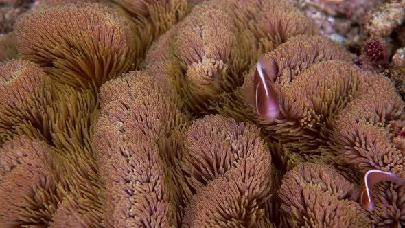 Amphiprion Perideraion or Anemonefish Swimming Among Tentacles of Host Anemone