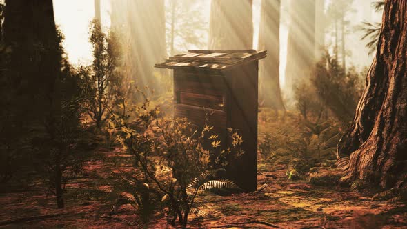 Old Wooden Beehive in Forest in Fog