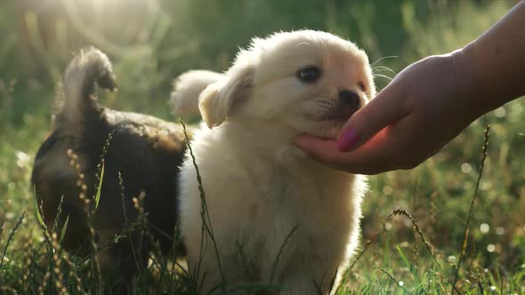 Two Cute Puppies Playing