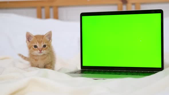 Small Red Kitten Looks Into a Laptop with Green Screen