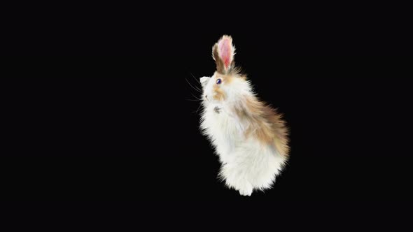 Rabbit Dancing 4K