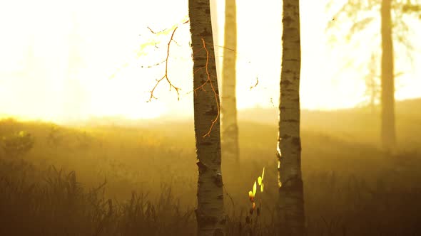 Unrise or Sunset in a Birch Forest with Rays of Sun Shining Through Tree Trunks