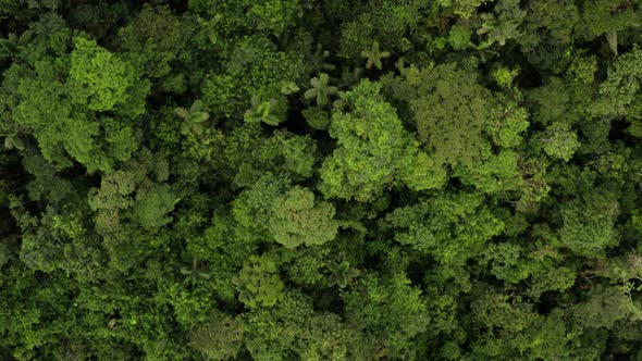 Aerial top view of a tropical forest canopy, moving along the many trees