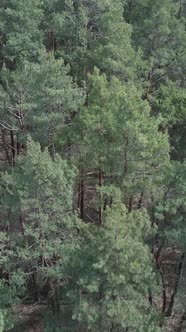 Vertical Video of Pine Forest Aerial View Slow Motion