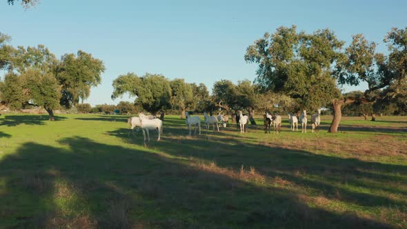 Beautiful Bay and White Horses Graze in a Pasture During Sunset Hours