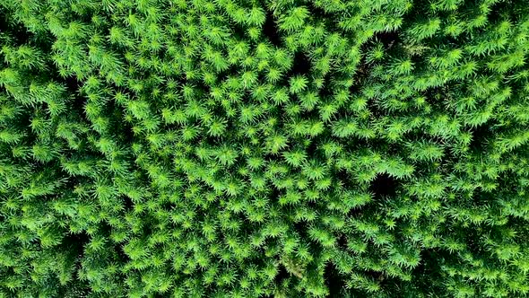 Cannabis Weed Or Hemp Plants Field