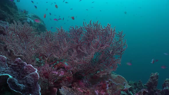 Tropical Sea creatures, Seascape