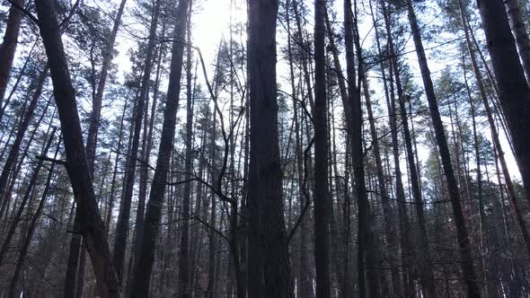 Forest Landscape Aerial View Slow Motion