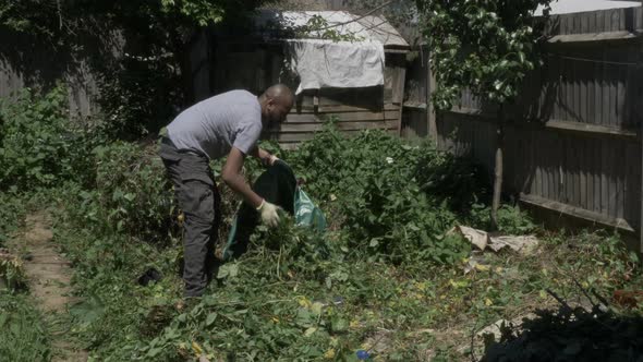 UK Asian Adult Male Placing Bindweed Into Large Green Waste Bag In Garden. Locked Off