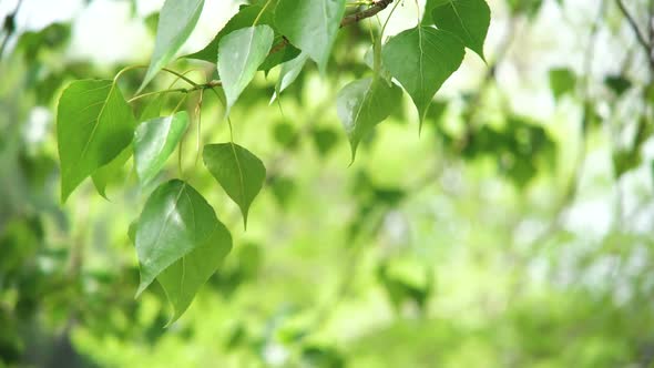 Leaves Backlit. Summer Poplar Tree