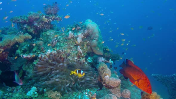 Red Sea Underwater Colorful World