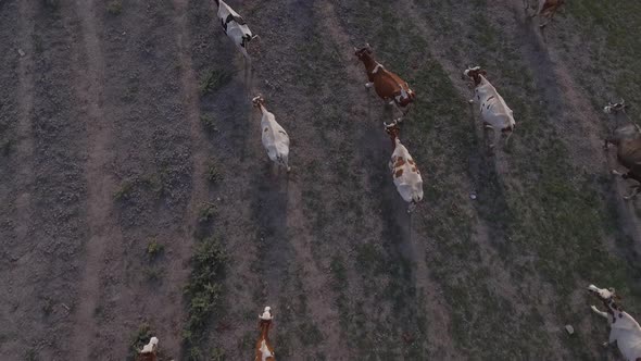 Herd Of Cows At Sunset