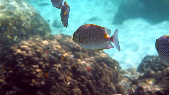 Underwater Video of Golden Rabbitfish or Siganus Guttatus School in Coral Reef of Thailand