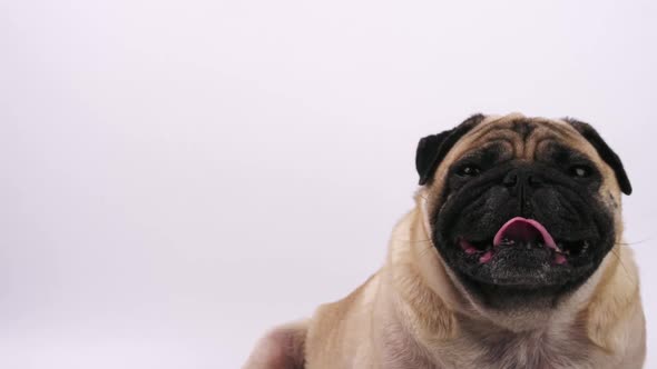 Close up of cute pug dog making funny face on a white background