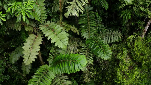 Several small palm trees with typical large palm leaves in a tropical forest