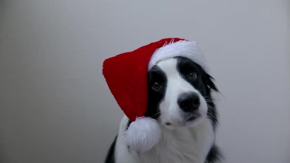 Funny Portrait of Cute Smiling Puppy Dog Border Collie Wearing Christmas Costume Red Santa Claus Hat