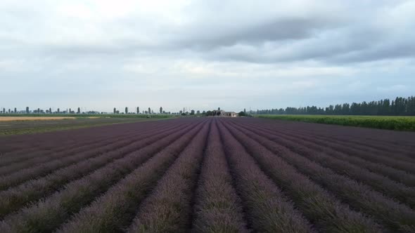 Flying over the lavender fields in a rural landscape