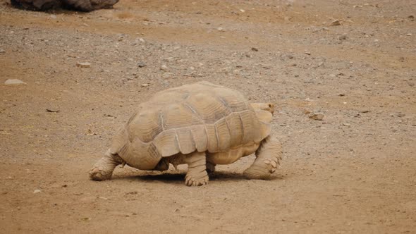 Old Large Wild Turtle Walking on Dried Brown Earth Floor Portraits