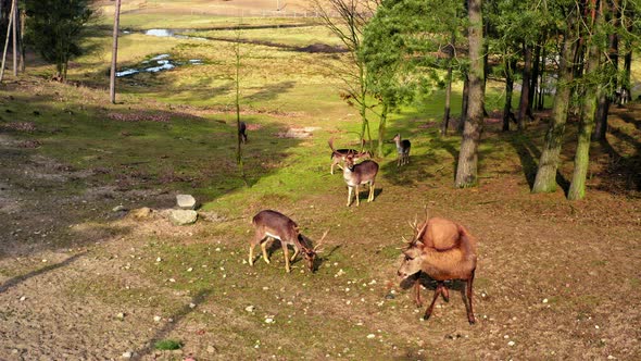 Big herd of deer in the spring forest