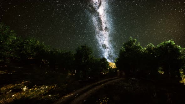 Green Trees Woods In Park Under Night Starry Sky