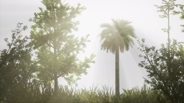 Tropical Palms and Grass at Sunny Day