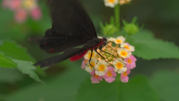 Close up of specific black butterfly with red body sitting on blooming flower,slow motion