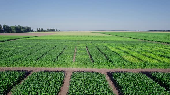 Green Agriculture Corn Field