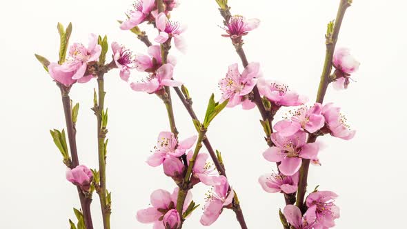 Peach Flower On White 1