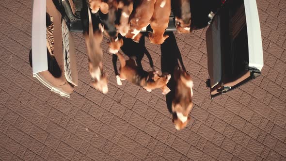 Top Down Beagle Dogs Jump From Car Aerial