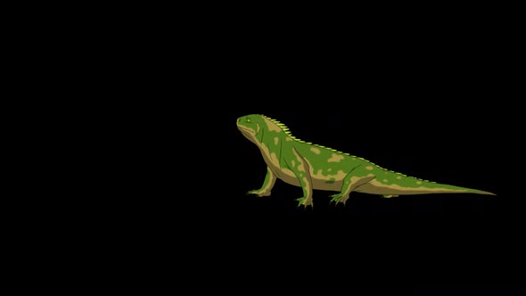Green iguana walks with a stop alpha matte