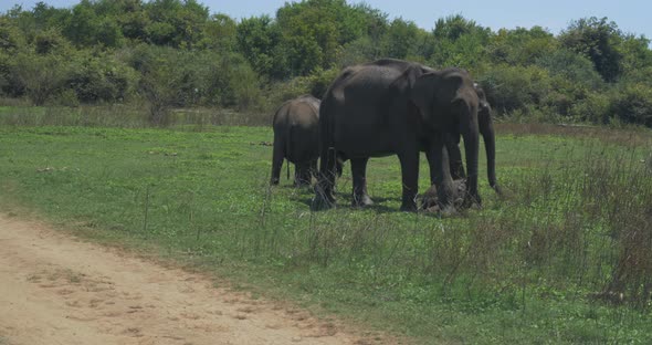 Close Up of Elephant Family with a Newborn Baby Elephant in a National Park of Sri Lanka