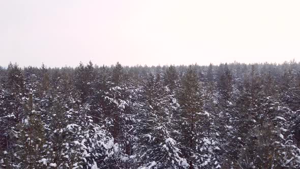 Frozen Trees Covered Snow Aerial