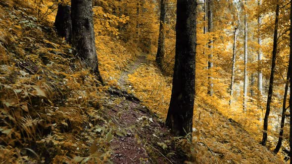 Magical Autumn Forest in the Morning Time