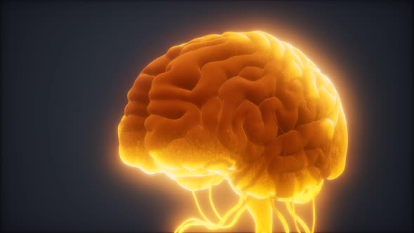 Animated Model of Human Brain alt