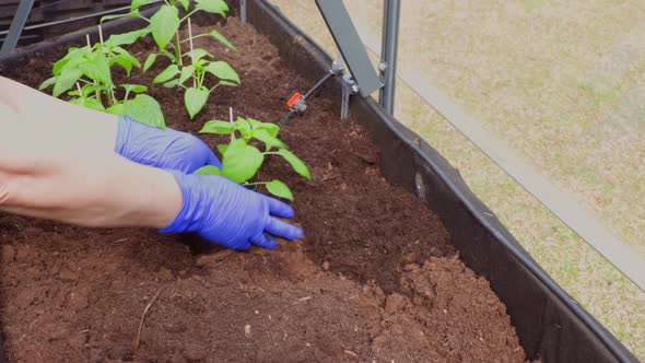 Female hands in blue gloves holding paprika seedling ready to be planted out to greenhouse.