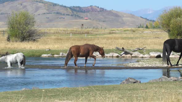 A horse crossing the river