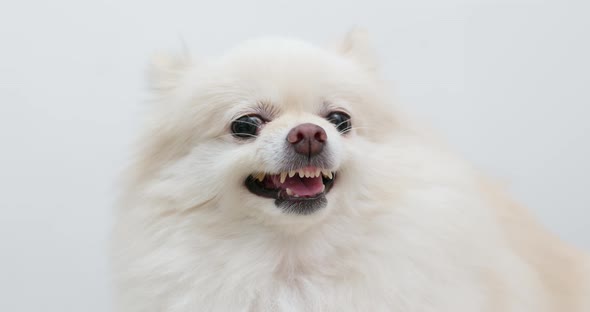 Angry White pomeranian dog barking