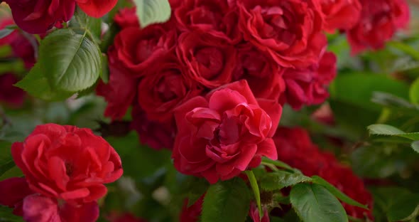 Real red roses natural