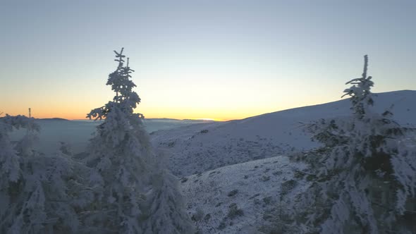 Sunset Seen Through the Frozen Tree Tops in Winter Mountains