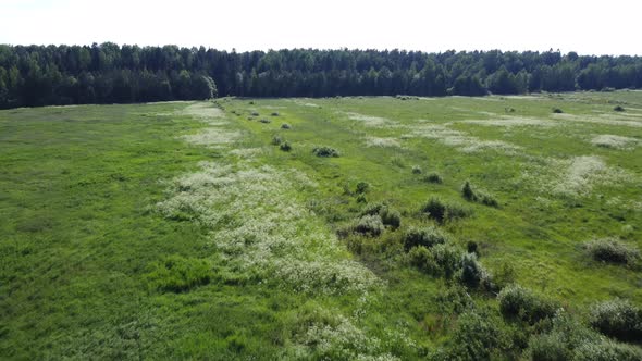 Flying Over a Field with White Flowers