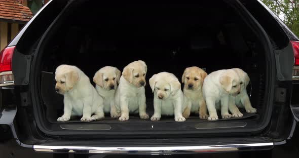 Yellow Labrador Retriever, Puppies in the Trunk of a Car, Normandy in France, Slow Motion 4K