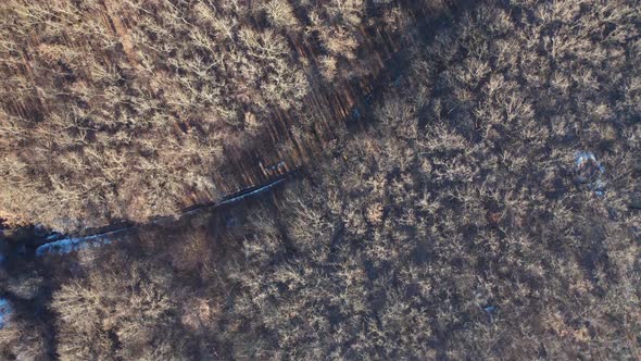 Aerial view of trees background. Top aerial view of snow landscape with trees
