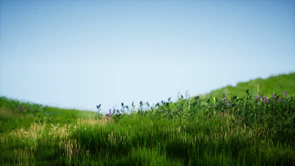 Field of Green Fresh Grass Under Blue Sky