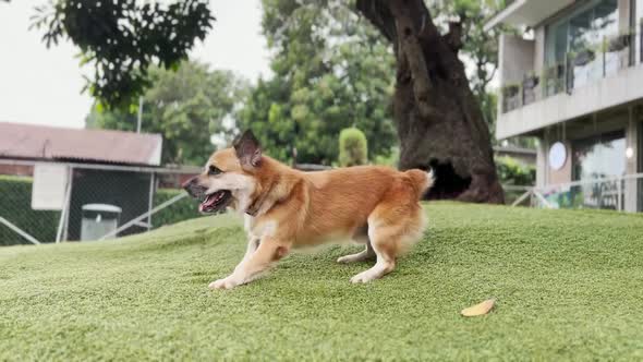 Happy Excited Playful Corgi Mix Brown Dog Kicking Grass at Dog Park