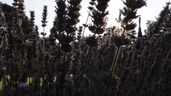 Lavender flowers against sunshine panning close up shot