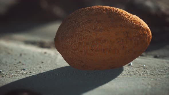 Desert Melon on the Sand Beach alt