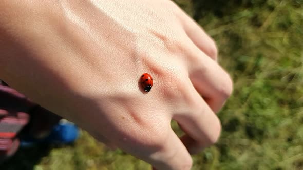 Ladybug or Ladybird on the Back of the Hand