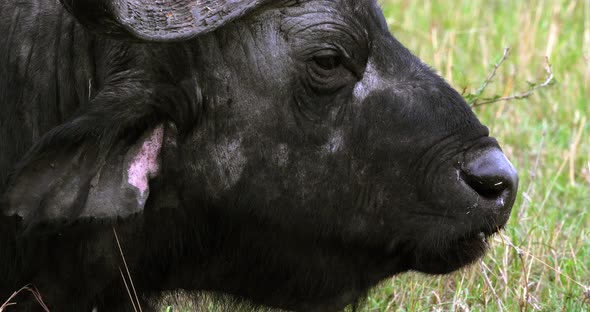 African Buffalo, syncerus caffer, Adult who ruminates, Masai Mara Park in Kenya, Real Time 4K
